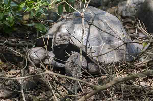 Tortuga gigante de Galápagos - isla Isabela - islas Galápagos - Ecuador.jpg